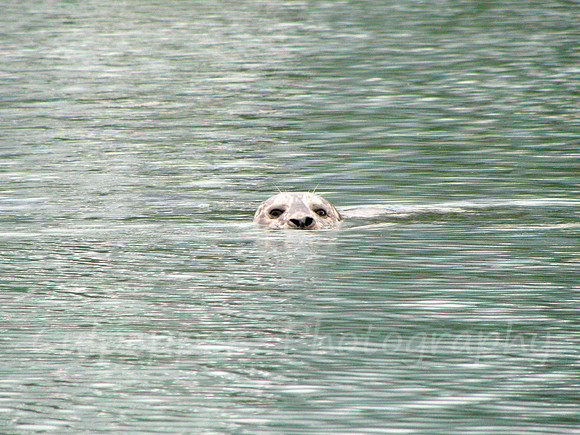 Local Visitor