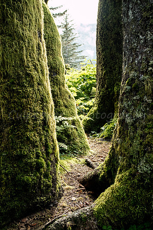 Throught the Enchanted Forest