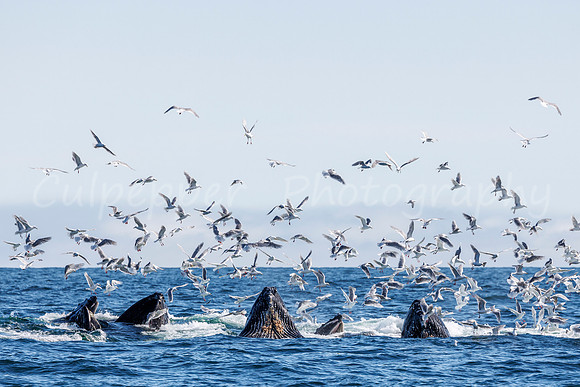 Humpback Whale Bubble-net Feeding