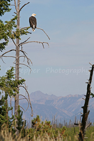 Bald Eagle