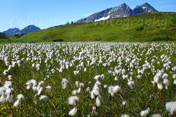 Cotton Grass
