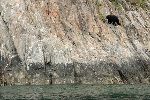 Black Bear Crossing
