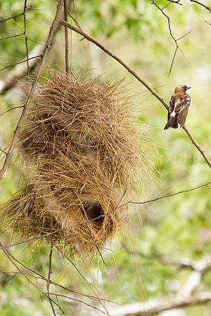 White-Browed Sparrow Weaver