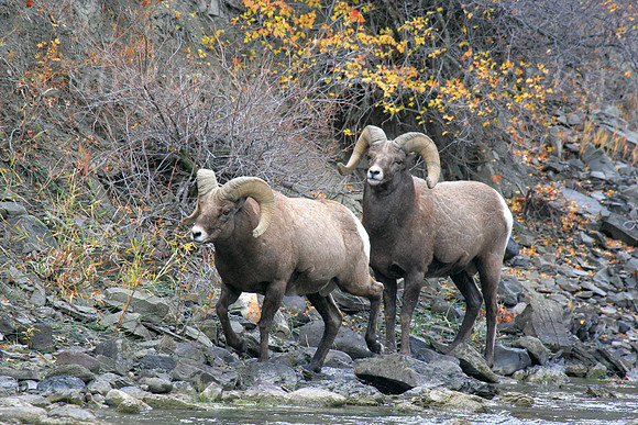 Bighorn Rams