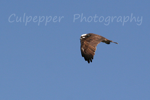 Osprey