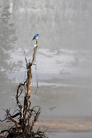 Mountain Bluebird