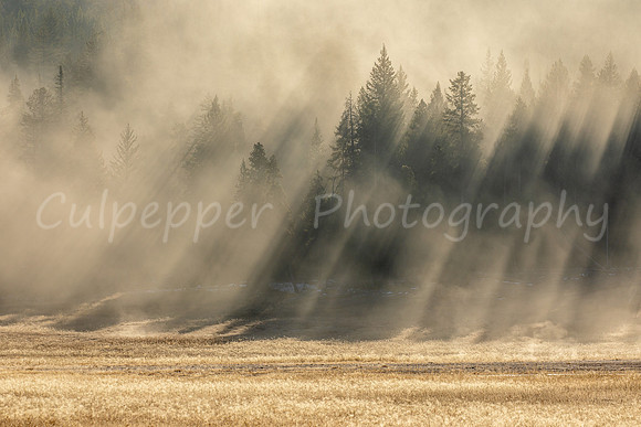 Fall Rays