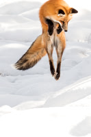 The Leap