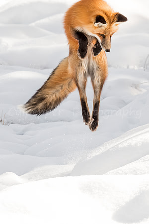 The Leap
