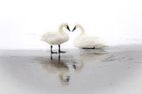 Heart Swans