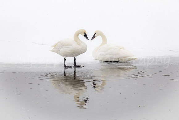 Heart Swans
