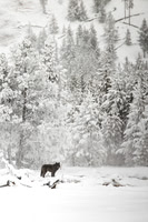 Winter Wolf