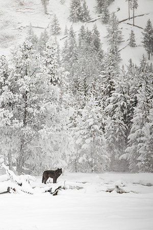 Winter Wolf