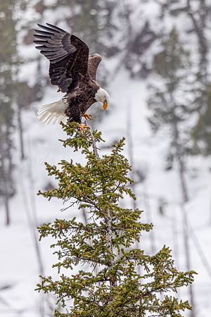 The Eagle Has Landed