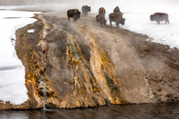 Thermal Bison