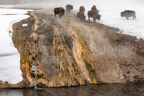 Thermal Bison