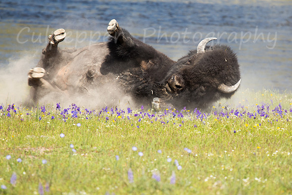 Wallowing in the Flowers