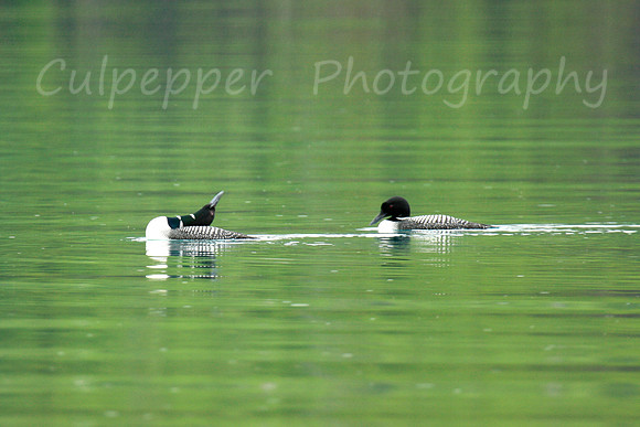 Common Loons