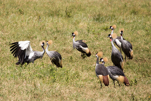 Gray Crowned Cranes