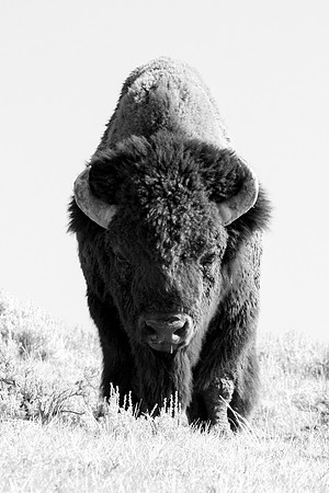 Bison Head On