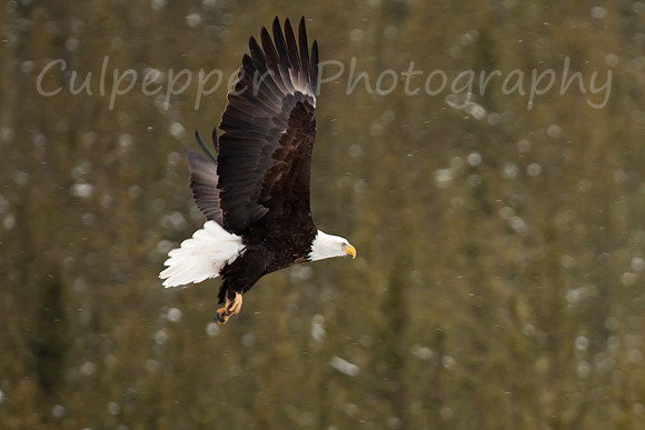 In Flight