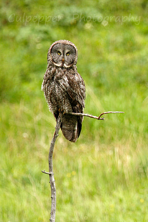 Great Gray Owl