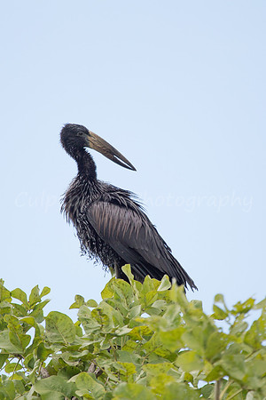 Open Billed Stork