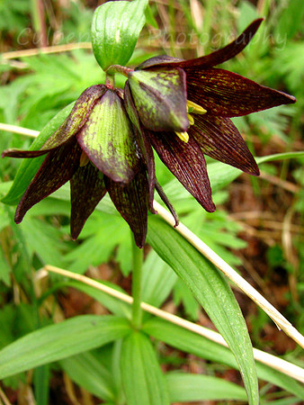 Chocolate Lily