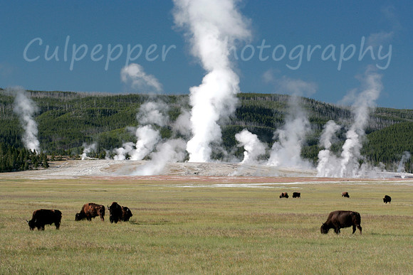 Yellowstone Icon