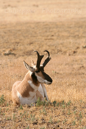 Pronghorn Profile