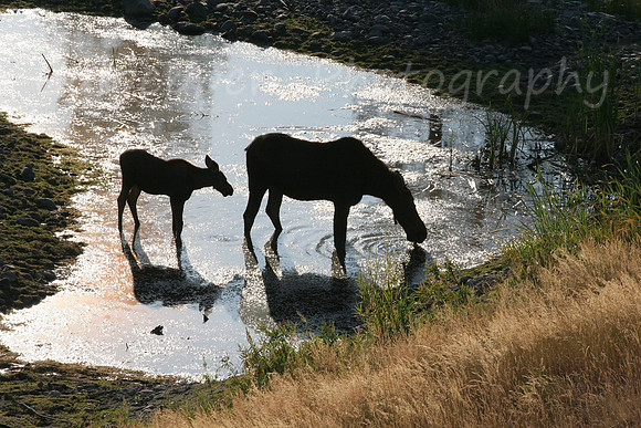 Moose Silhouettes