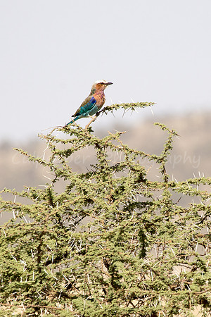 Lilac Breasted Roller