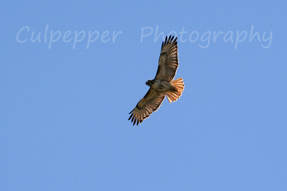 Red Tail Hawk