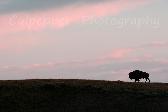 Buffalo Silhouette