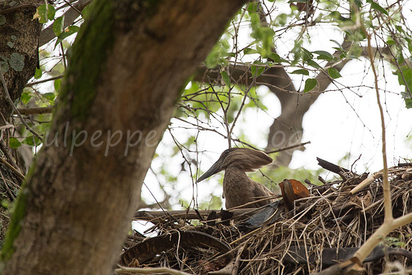 Nesting Hamerkop