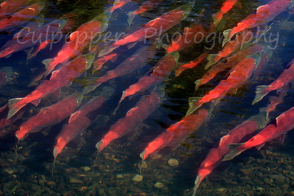 Red Salmon