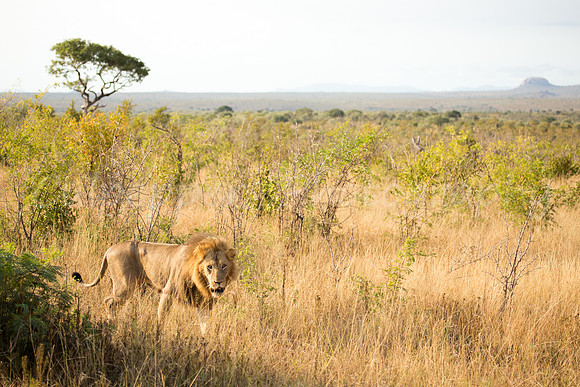 Lion Territory