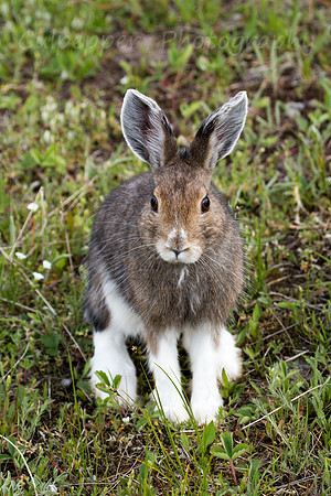 Snowshoe Hare