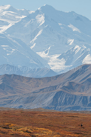Big Moose Bigger Landscape