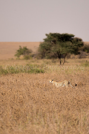 Cheetah on the Move