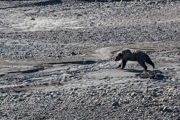 Riverbed Bear