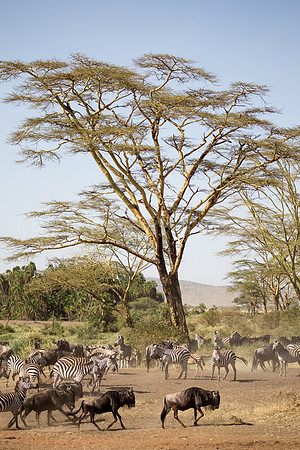 Traveling Companions