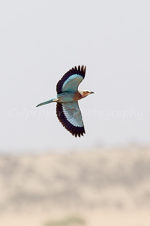 Lilac Breasted Roller in Flight