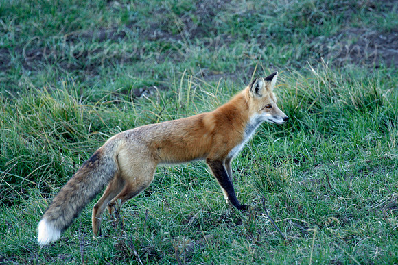 Red Fox, Green Grass