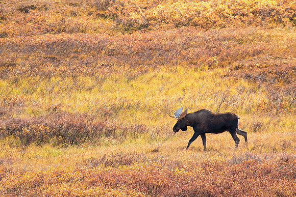 Fall Moose Tundra
