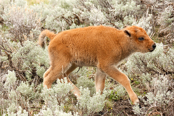 Newborn