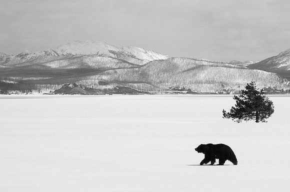 Bear, Tree, Mountain