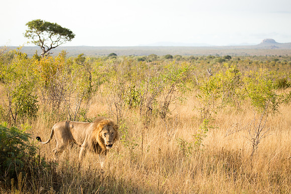 Lion Territory