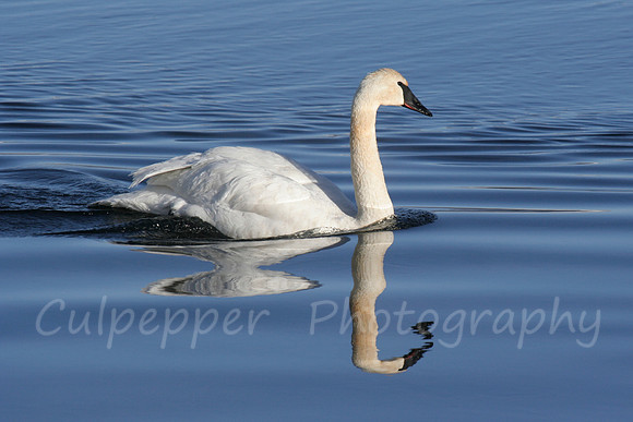 Reflection
