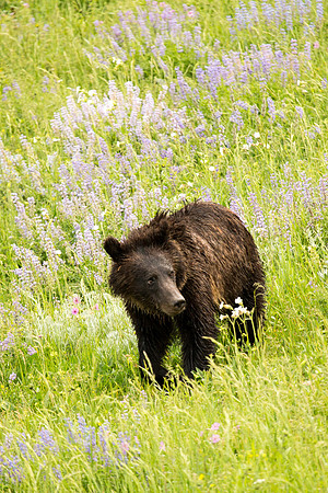 Young Bear in Field of Flowers